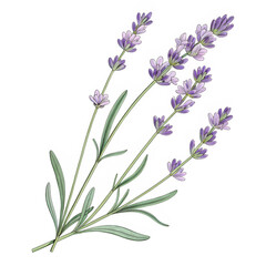 Fototapeta premium Transparent PNG of a hand-drawn lavender stem with delicate details