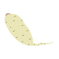 White daikon radish vegetable, fresh white radishes cartoon icon, daikon radishes clipart image, flat design vector illustration
