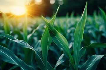 Obraz premium Lush Green Corn Leaves in Sunlight at Dawn over Expansive Agricultural Field