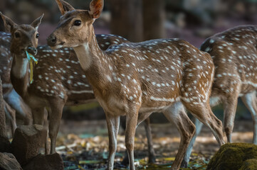 The chital or cheetal (Axis axis), also called spotted deer, chital deer and axis deer, is a deer species native to the Indian subcontinent. 