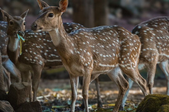 The chital or cheetal (Axis axis), also called spotted deer, chital deer and axis deer, is a deer species native to the Indian subcontinent. 