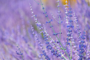 Field of lavender. Lavender flower in summer. France Provence field. Purple lavender bloom in nature. Composition of nature. Summer blooming flower. Blooming flower field. Summer nature