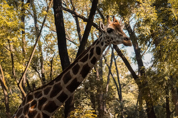 The giraffe is a large African hoofed mammal belonging to the genus Giraffa. It is the tallest living terrestrial animal and the largest ruminant on Earth. 