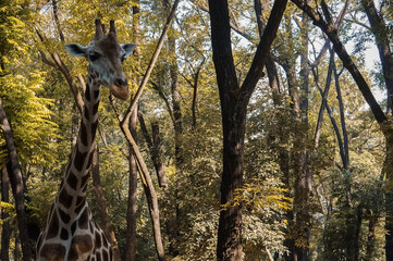 The giraffe is a large African hoofed mammal belonging to the genus Giraffa. It is the tallest...