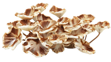 Realistic Brown Forest Fungi with Layered Growth Transparent Background