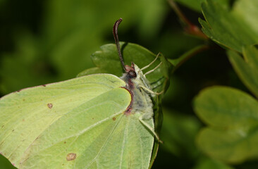 A headshot of a Brimstone Butterfly, Gonepteryx rhamni, resting on a Hawthorn tree leaf.