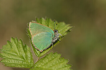A newly emerged Green Hairstreak Butterfly,  Callophrys rubi, resting on a leaf.