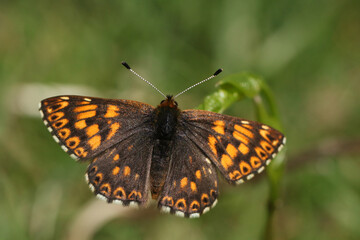 A newly emerged rare Duke of Burgundy Butterfly, Aricia agestis, resting on a plant.