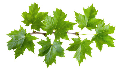 green maple leaves on branch isolated on white or transparent png