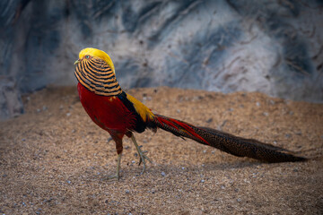 A vibrant golden pheasant walking on a sandy ground, displaying its colorful feathers and long tail in a natural setting.