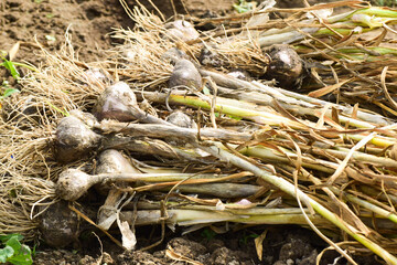 garlic plant Young harvest of garlic plant on ground, Collected bunch of heads of garlic is on a heap, Harvesting garlic in the garden
