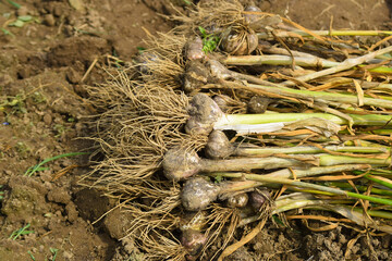 garlic plant Young harvest of garlic plant on ground, Collected bunch of heads of garlic is on a heap, Harvesting garlic in the garden