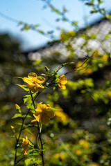 鎌倉2504　海蔵寺8　山吹
