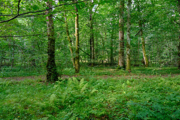 Late summer rich deciduous stand with old trees and lush foliage