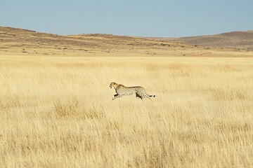 Naklejka premium Cheetah Running at Full Speed Across Golden Savannah Plains