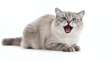 Obraz premium Close Up Gray and White Fur Cat with Striking Blue Eyes and Wide Open Mouth Isolated on White Background Perfect for Decoration and Animal-Themed Projects with its Expressive Features