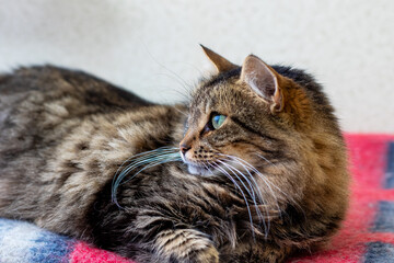 A cat with blue eyes is relaxing on a cozy red and blue blanket