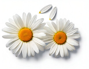 Obraz premium White daisy flower on white background