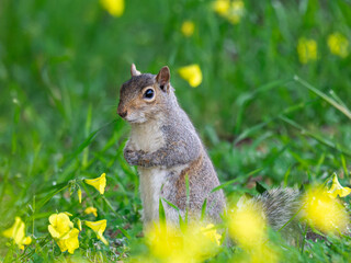 Adorable Squirrel Standing in Yellow Flowers – Spring Wildlife Portrait