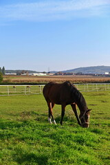 Obraz premium A beautiful horse is grazing on a green meadow on a sunny day. Concept for animals and nature.