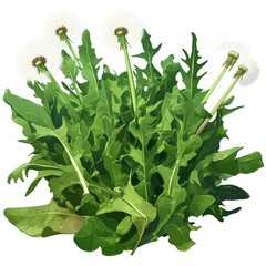 Dandelion greens nature photography botanical art studio environment close-up view