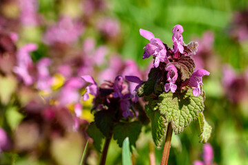 pink flowers in the garden