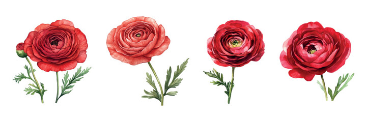 Watercolor set of red ranunculus. Red ranunculus flowers with green stem and leaves on transparent background. Watercolor red flowers. Vector illustration. © Narin