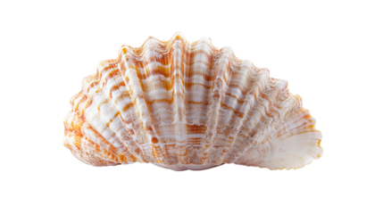 A beautifully detailed seashell found on sandy beach during summer, PNG, created with Generative AI