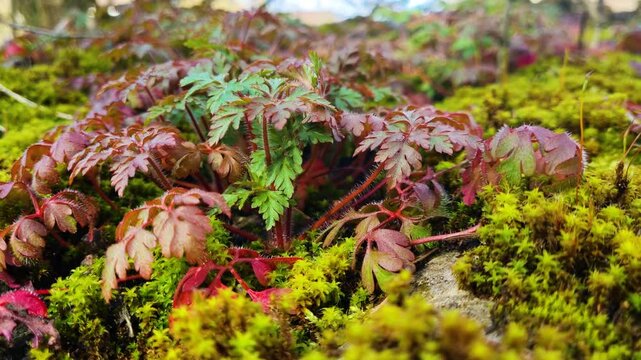 Close-up of vibrant Herb-Robert in shades of red and green, nestled among soft, lush moss, showcasing the delicate beauty of forest floor flora in early spring