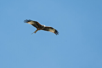 Milan royal Milvus milvus adulte en vol. © Pyc Assaut