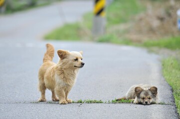 puppy in the grass