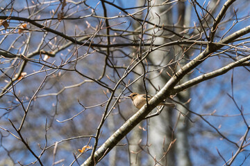 Pinson des arbres