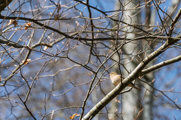 Pinson des arbres