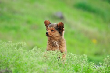puppy in the grass
