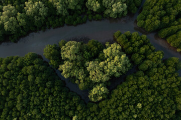 Mangrove Forest Aerial View
