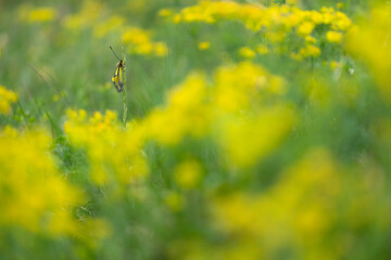 At rest in the flowering meadow, the butterfly lion (libelloides coccajus)
