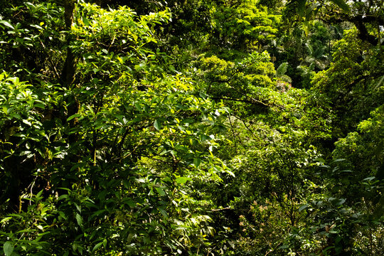 Lush green foliage creating a vibrant tropical forest canopy