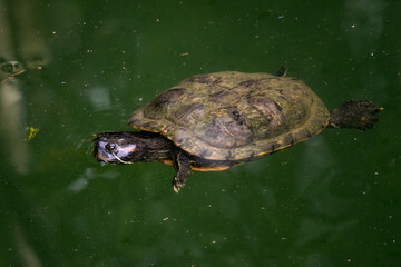 Fototapeta premium Red-eared Slider - Trachemys scripta elegans, beautiful colored invasive turtle from fresh waters, Singapore. Popular pet.