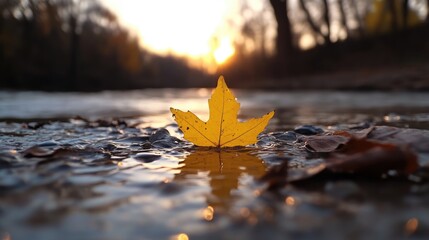 Golden leaf rests on shallow water at sunset
