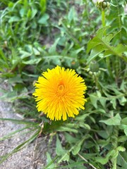 Delicate and very cute flowers, spring flowers, spring, flowers, dandelion, yellow dandelion
