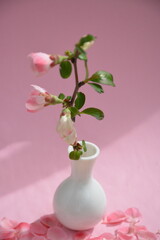 Branch with pink flowers chaenomeles japonica in a small white vase on a pink background