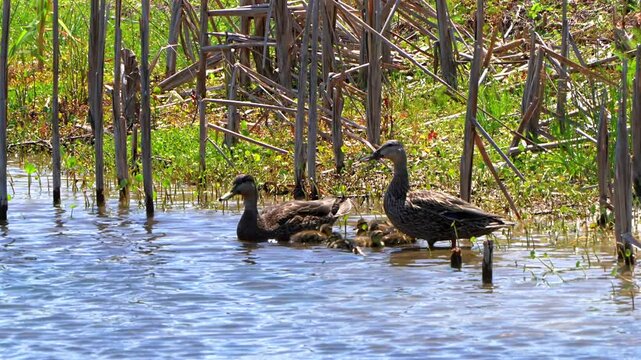 Ducks and ducklings swimming among some reeds