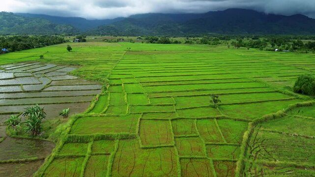 Green rice paddies in Narra Palawan form geometric wetland plots below forested mountains with flooded sections and rural farm borders