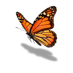 Fototapeta premium butterfly on a white background. colorful Butterfly flying isolated on white background.