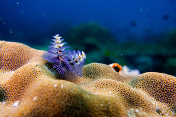 Christmas Tree Worm on Coral Reef