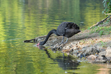Black Swan (Cygnus atratus) in the pond