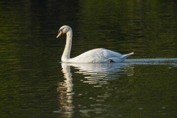 Mute Swan (Cygnus olor) white swan swimming on the lake.