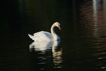 Naklejka premium Mute Swan (Cygnus olor) white swan swimming on the lake.