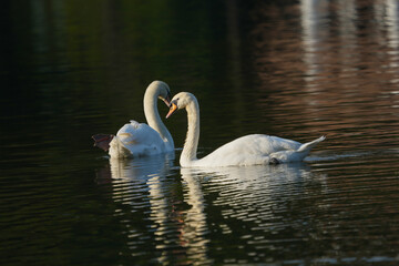 Naklejka premium Mute Swan (Cygnus olor) white swan swimming on the lake.