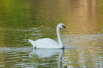 Mute Swan (Cygnus olor) white swan swimming on the lake.